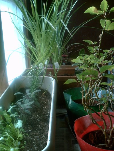 plants-001.jpg