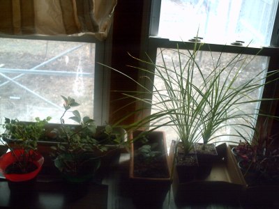 plants-003.jpg